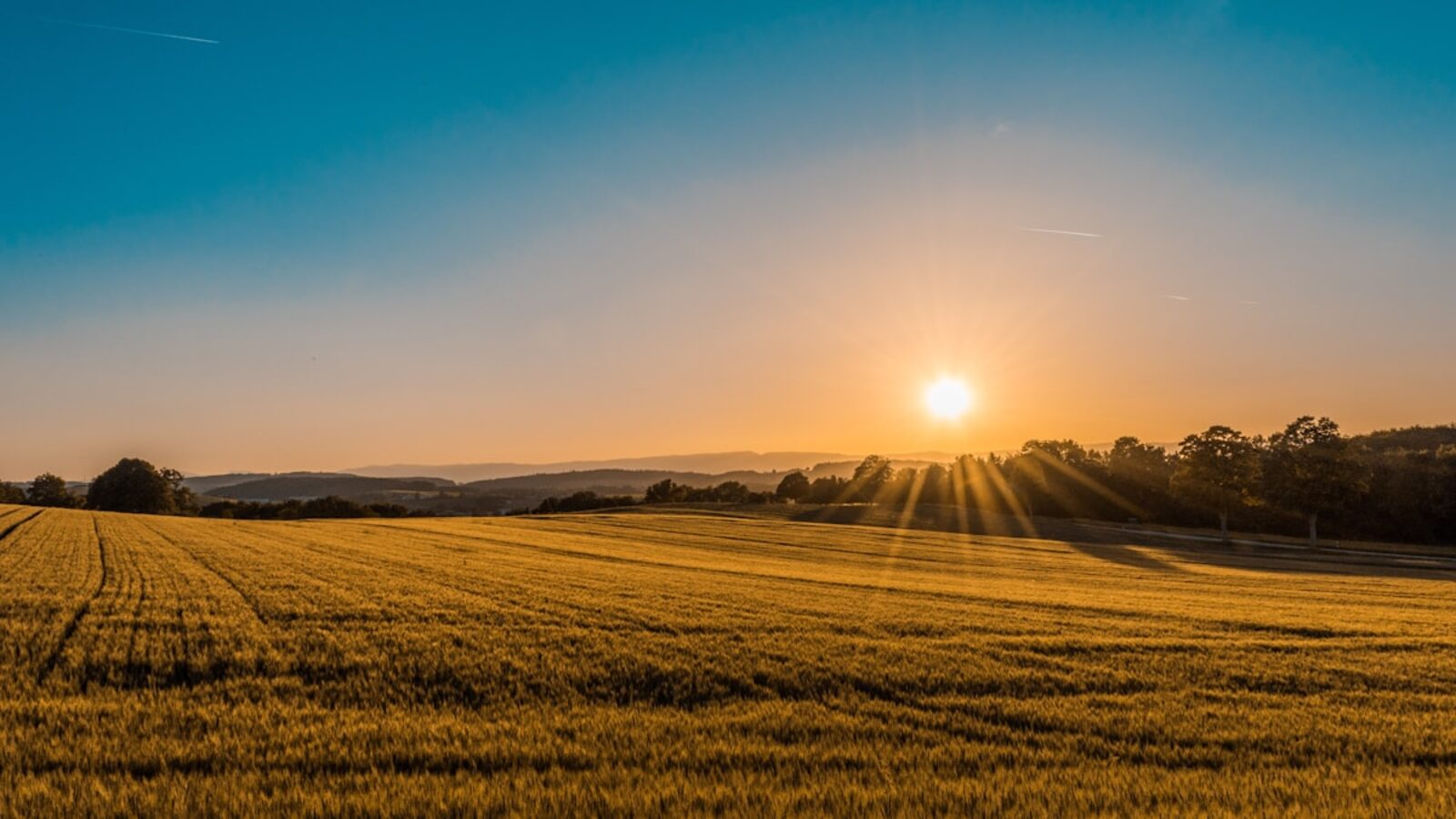 The grain